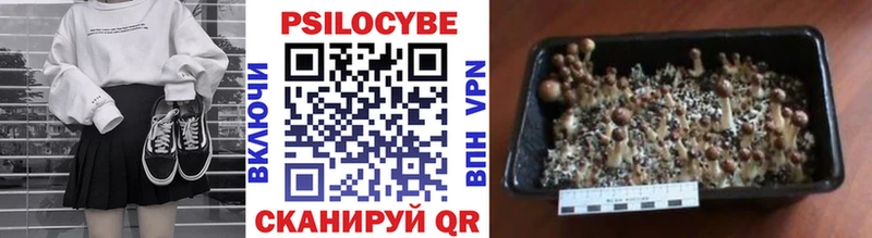 Псилоцибиновые грибы Psilocybe Кузнецк